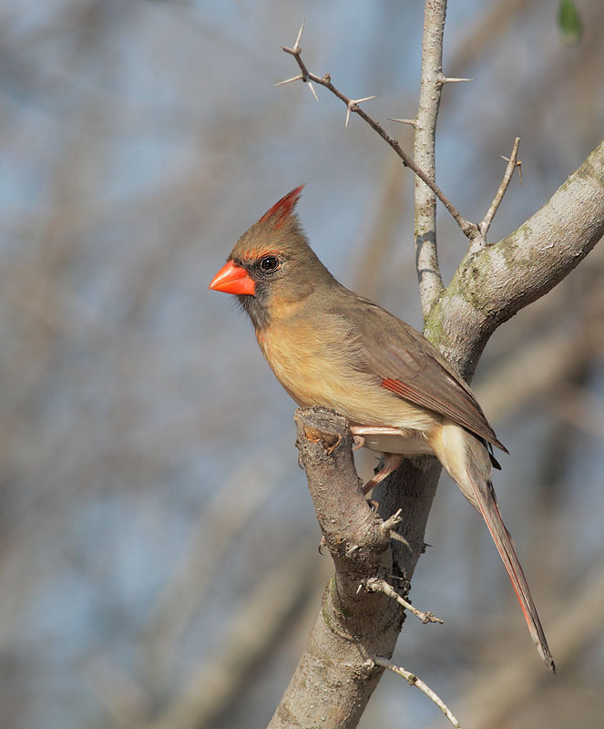 Northern Cardinal