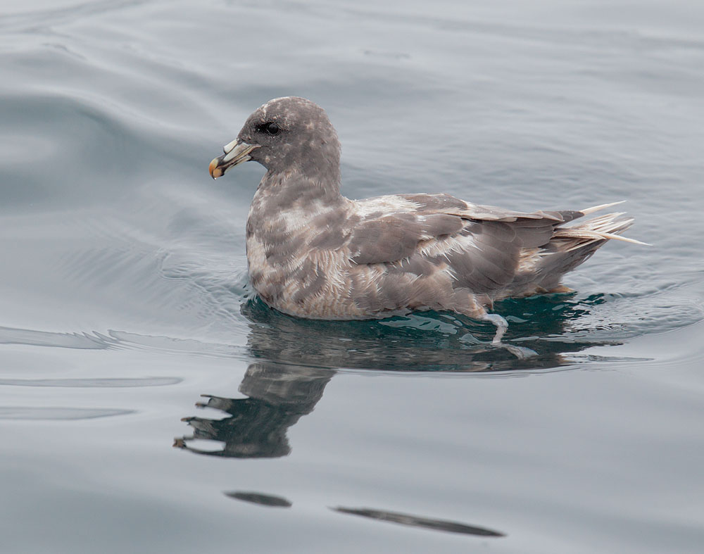 Northern Fulmar