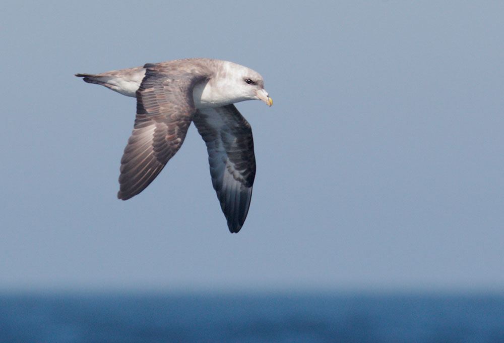 Northern Fulmar