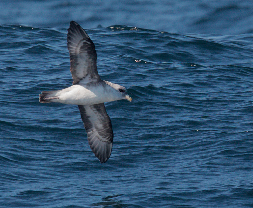 Northern Fulmar