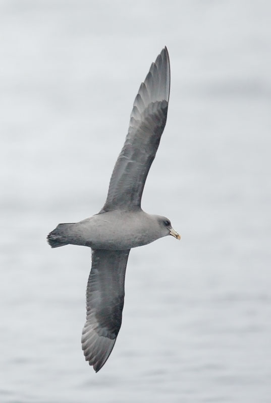 Northern Fulmar