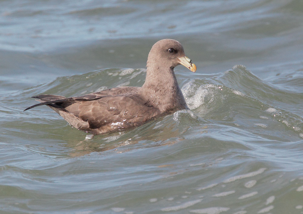 Northern Fulmar
