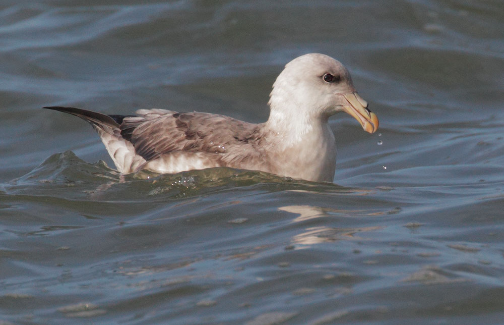 Northern Fulmar