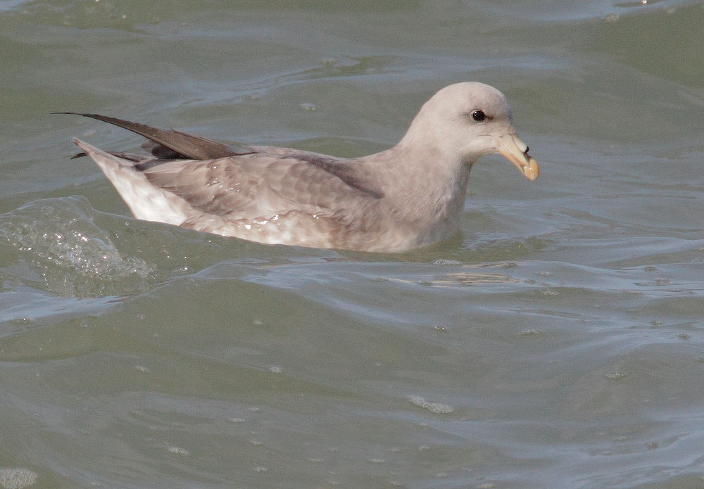 Northern Fulmar