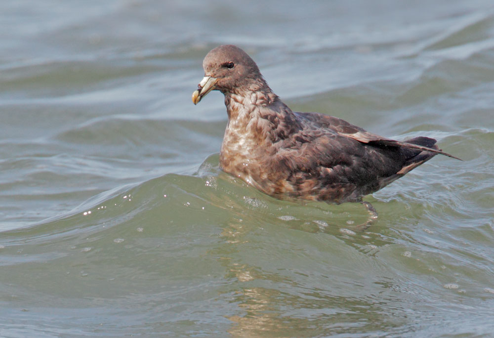 Northern Fulmar