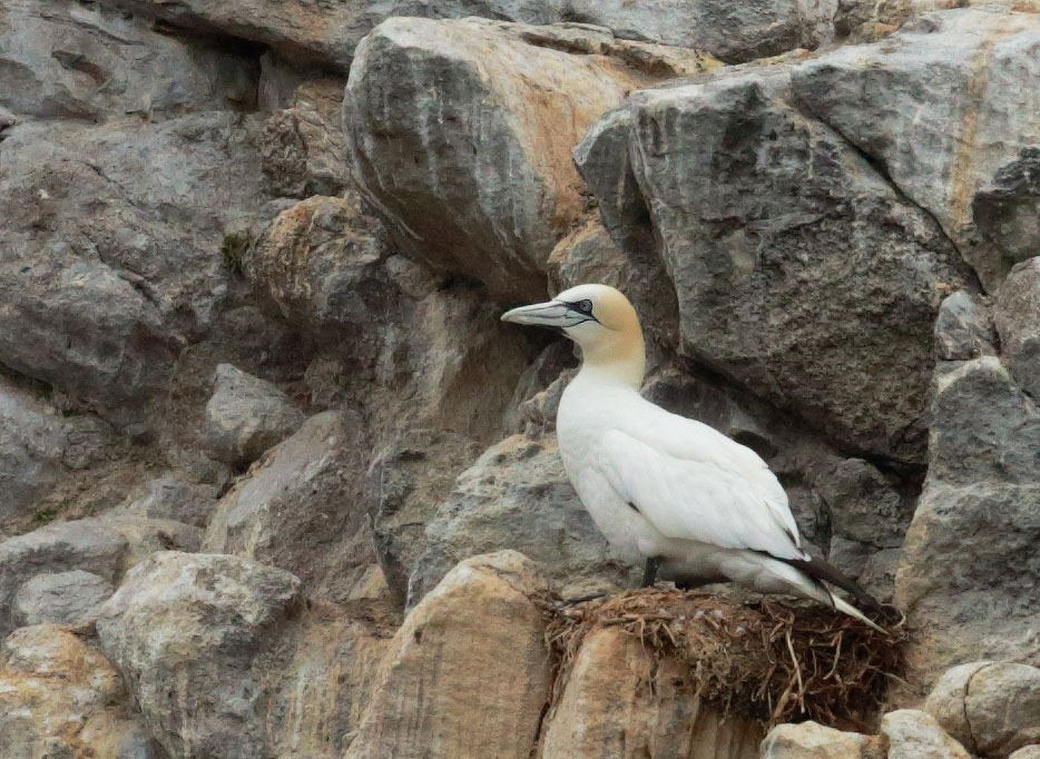 Northern Gannet