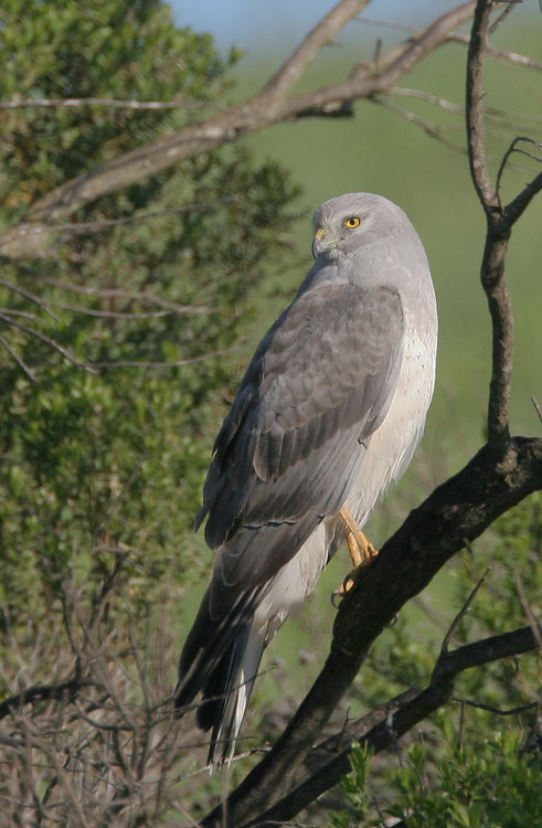 Northern Harrier