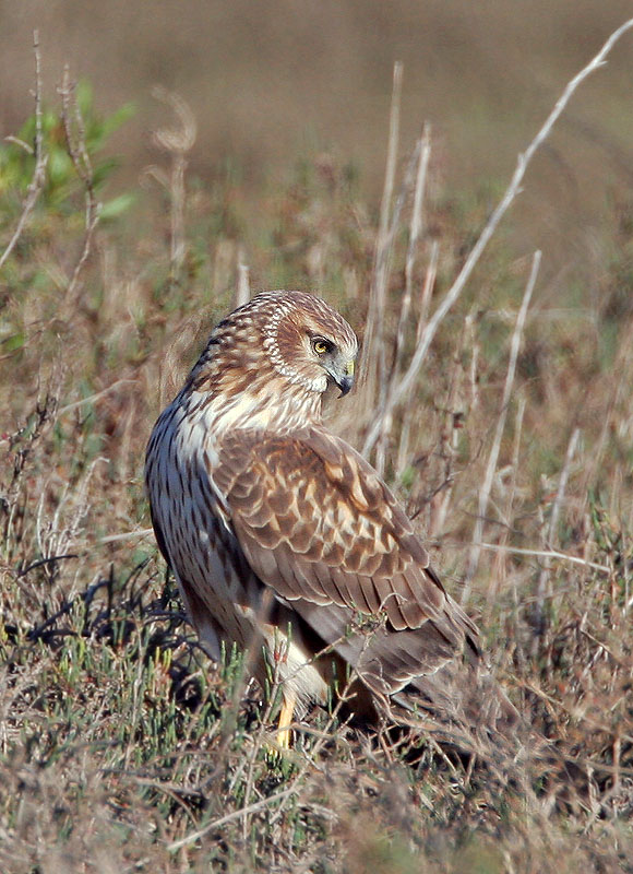 Northern Harrier