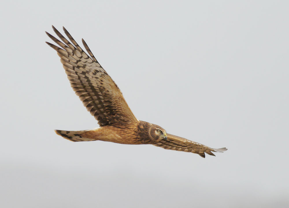 Northern Harrier