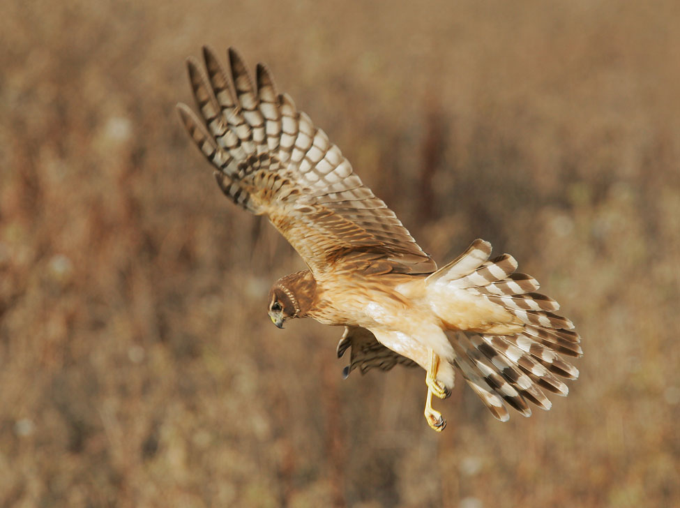 Northern Harrier