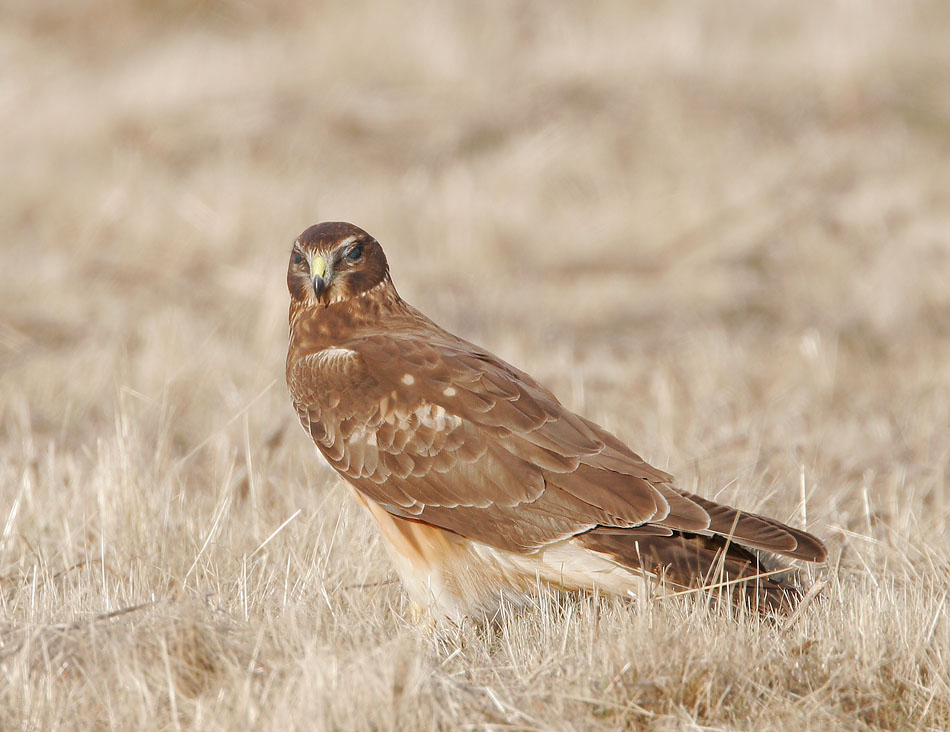 Northern Harrier