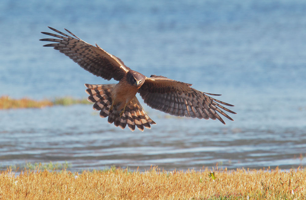 Northern Harrier