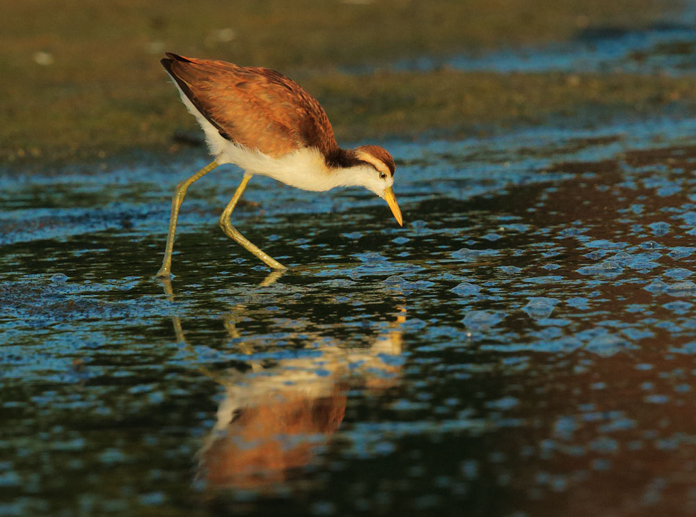 Northern Jacana