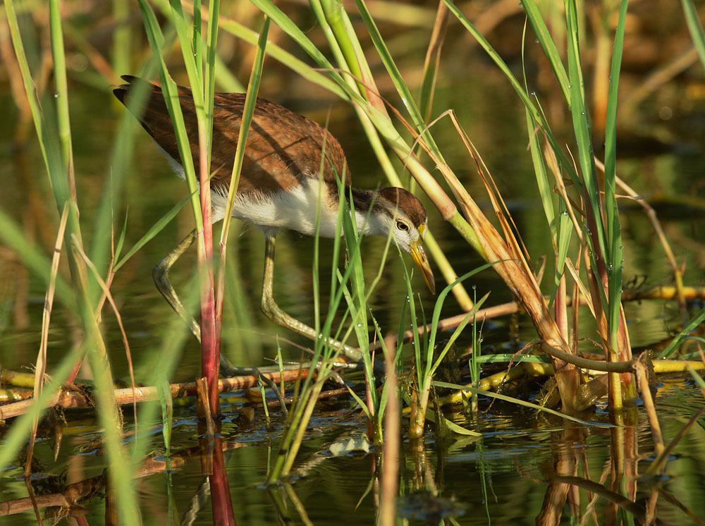 Northern Jacana