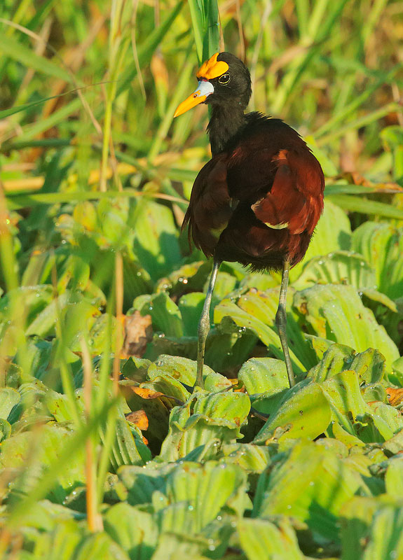 Northern Jacana