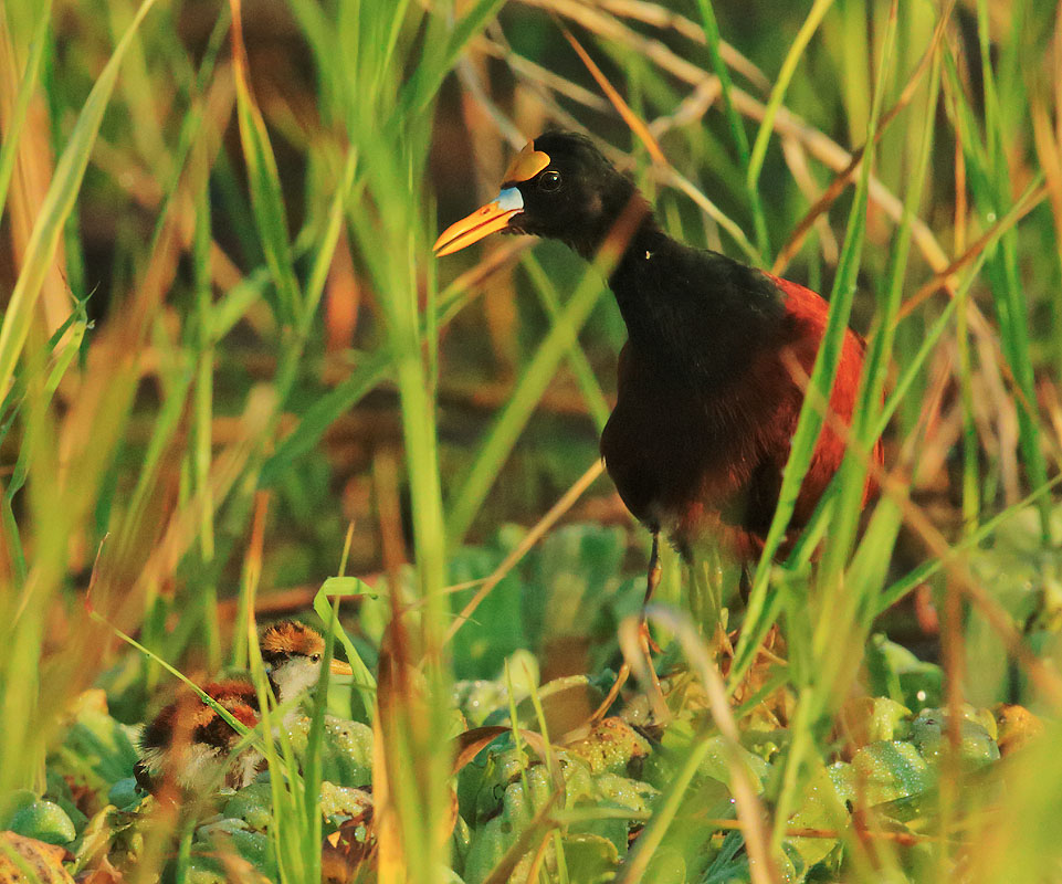Northern Jacanas