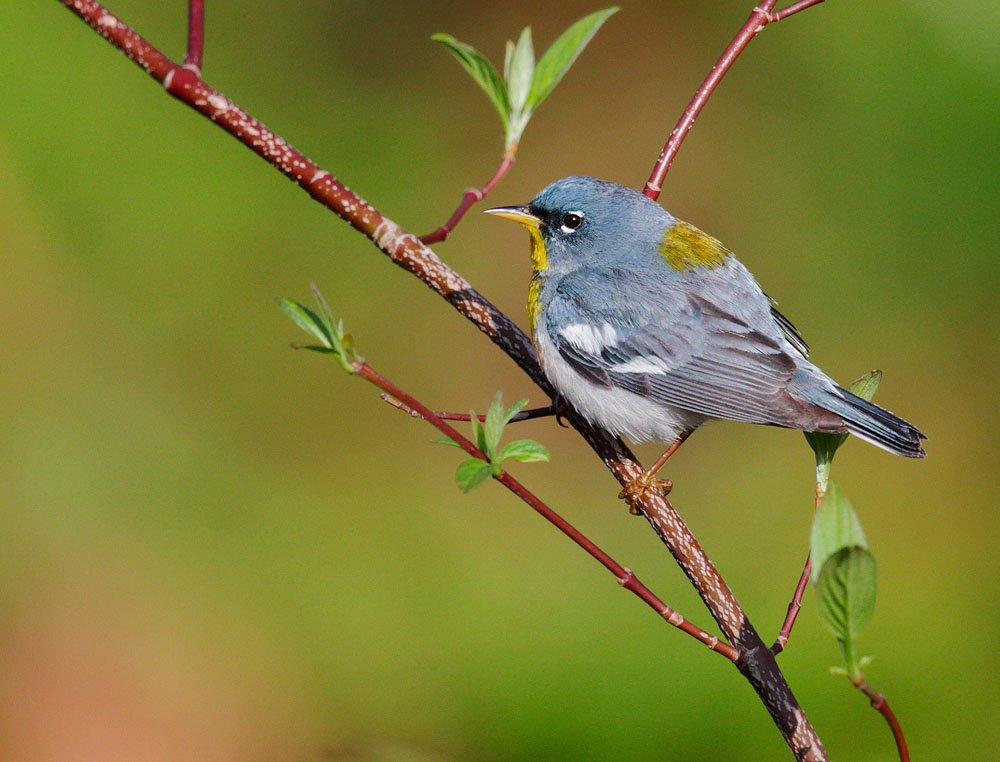 Northern Parula