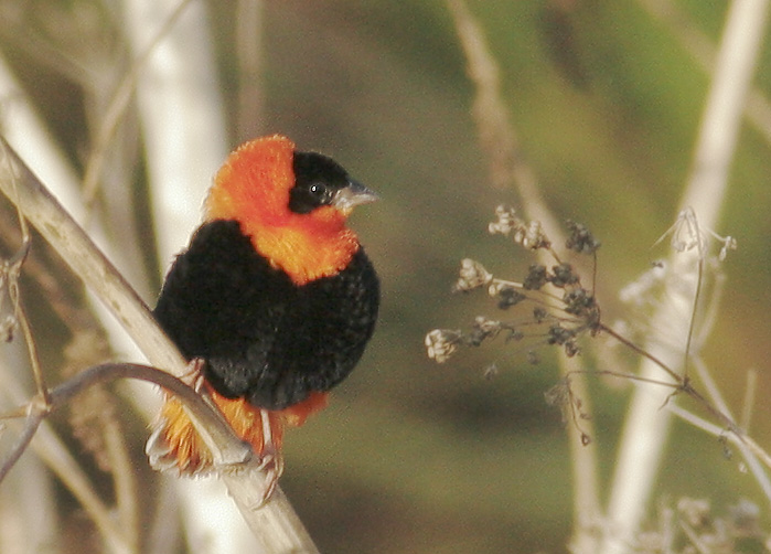 Northern Red Bishop