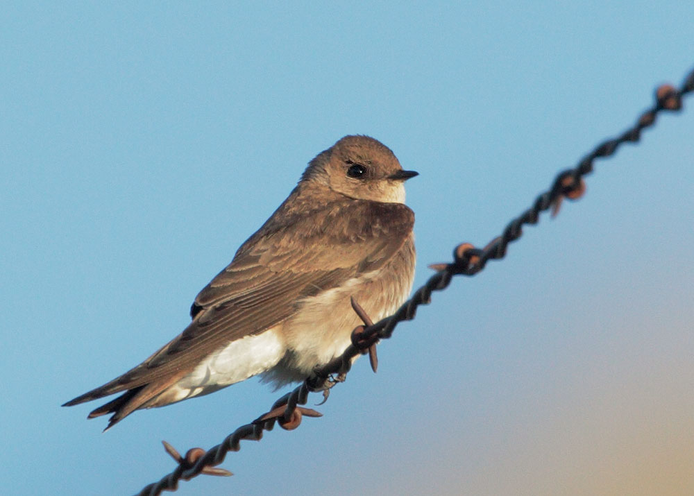 Northern Rough-winged Swallow