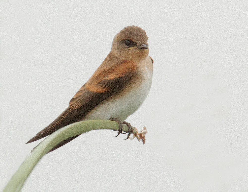 Northern Rough-winged Swallow