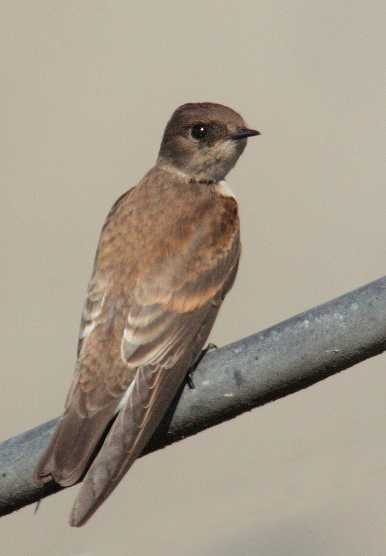 Northern Rough-winged Swallow