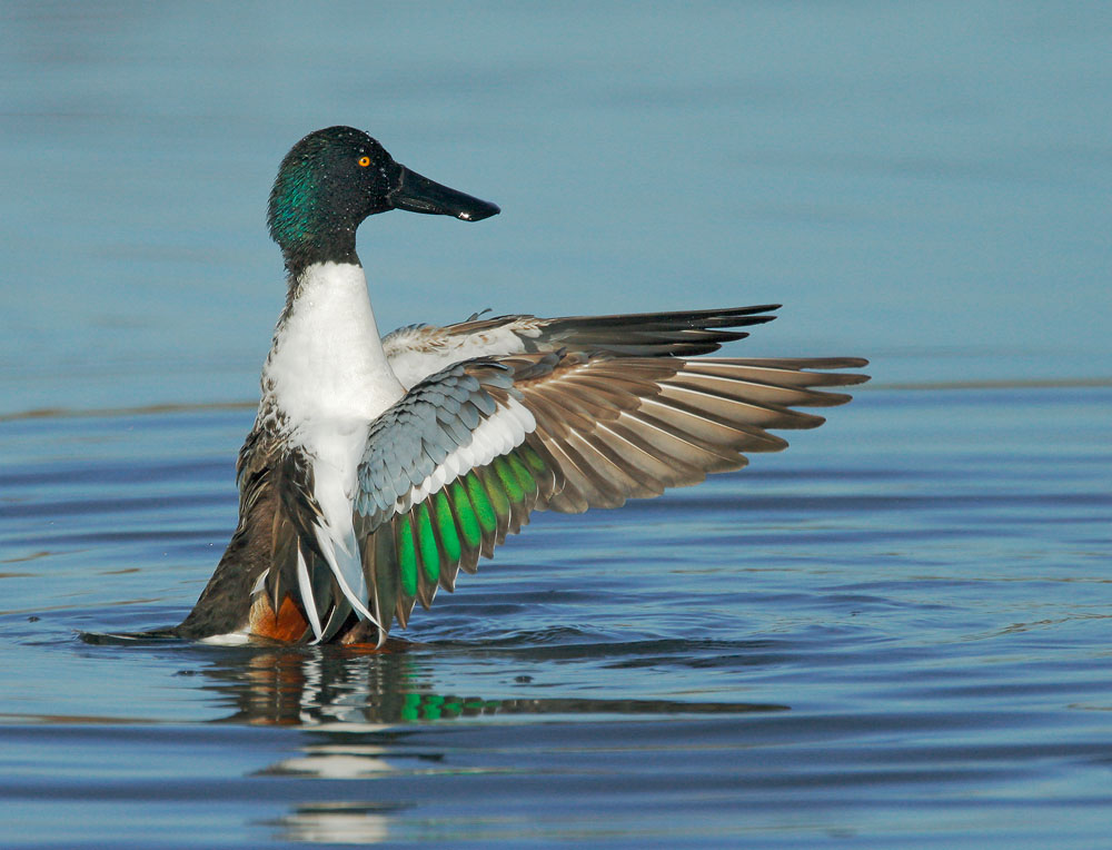 Northern Shoveler, male, 1/1/07, Palo Alto Baylands