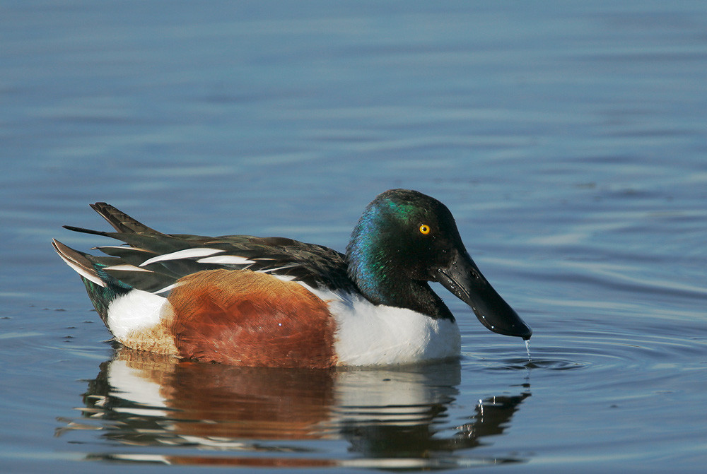 Northern Shoveler, male, 2/17/07, Palo Alto Baylands