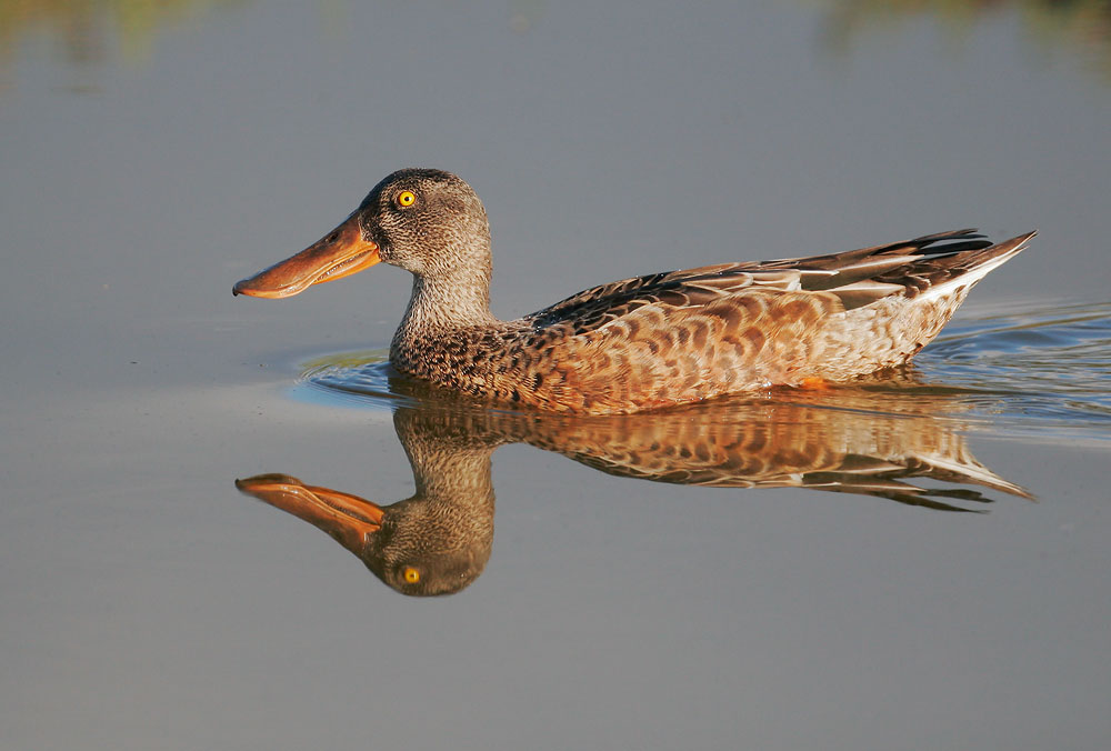 Northern Shoveler, male, 9/15/07, Edwards NWR, Alviso