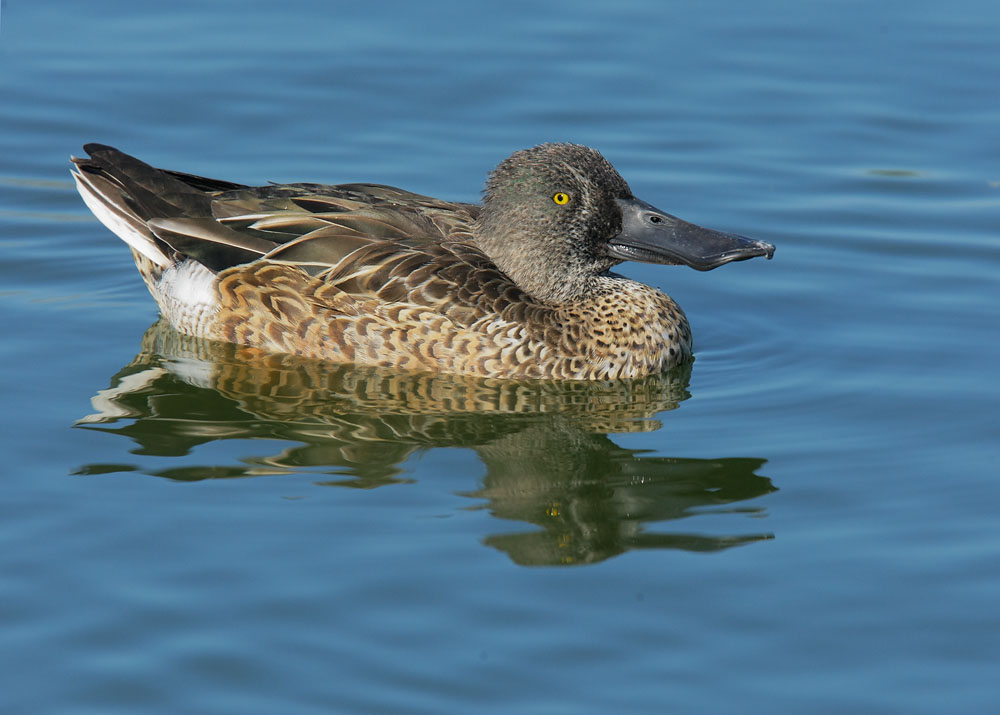Northern Shoveler, male, Fall plumage, 10/21/08, Palo Alto Baylands