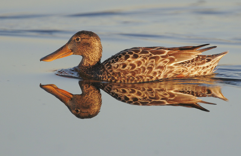 Northern Shoveler, female, 10/22/06, Edwards NWR, Alviso