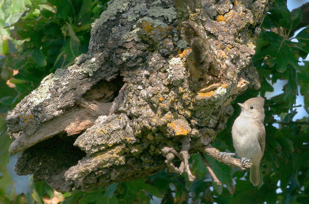 Oak Titmouse