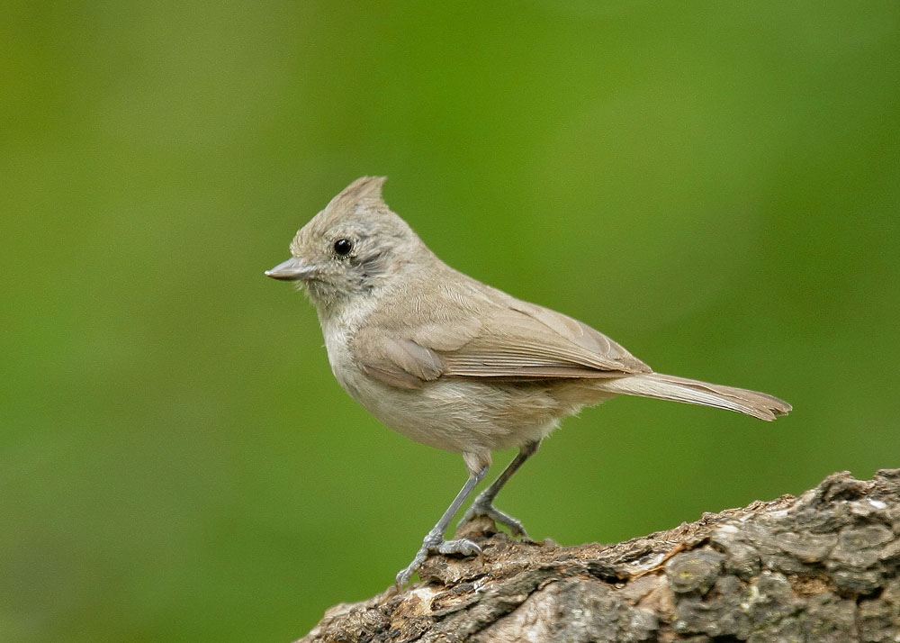 Oak Titmouse