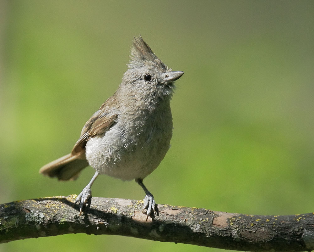 Oak Titmouse