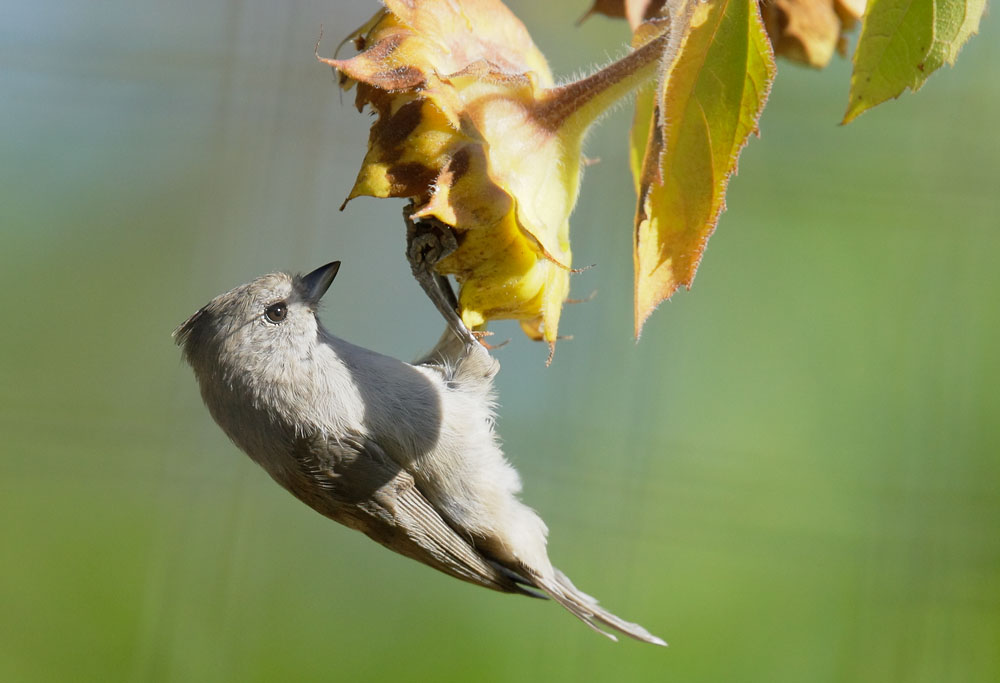 Oak Titmouse
