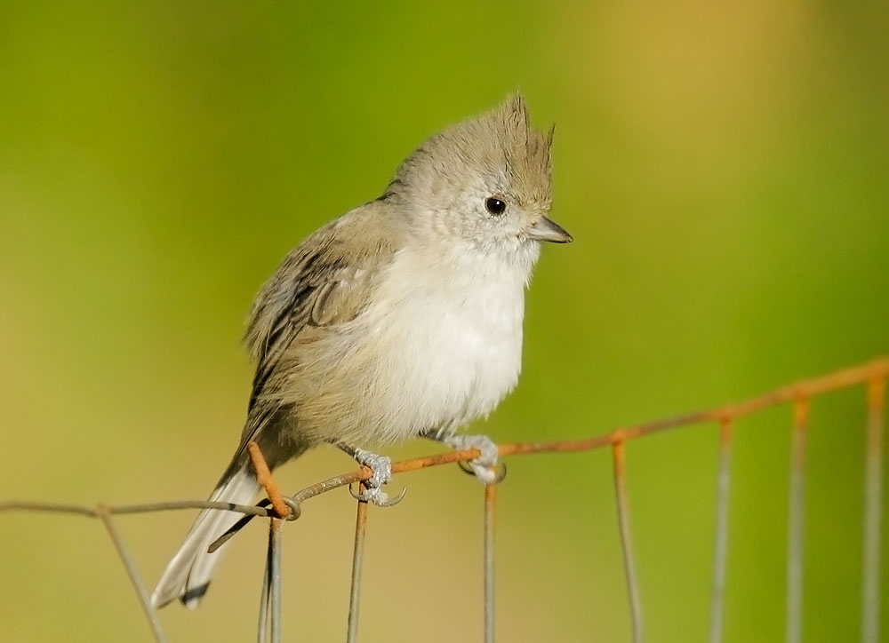 Oak Titmouse