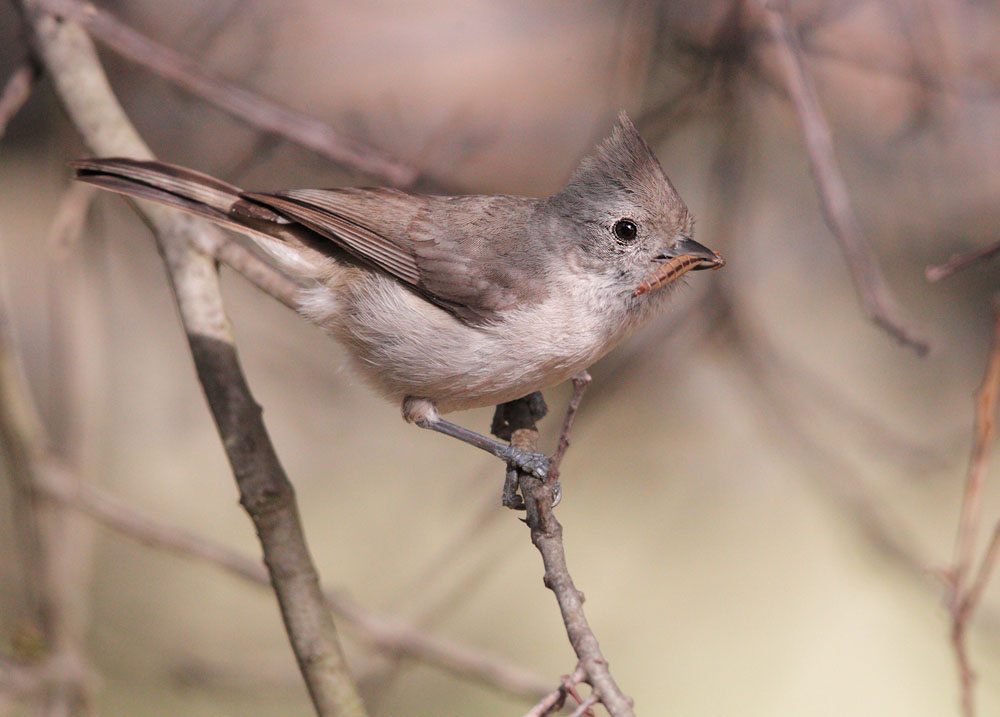 Oak Titmouse
