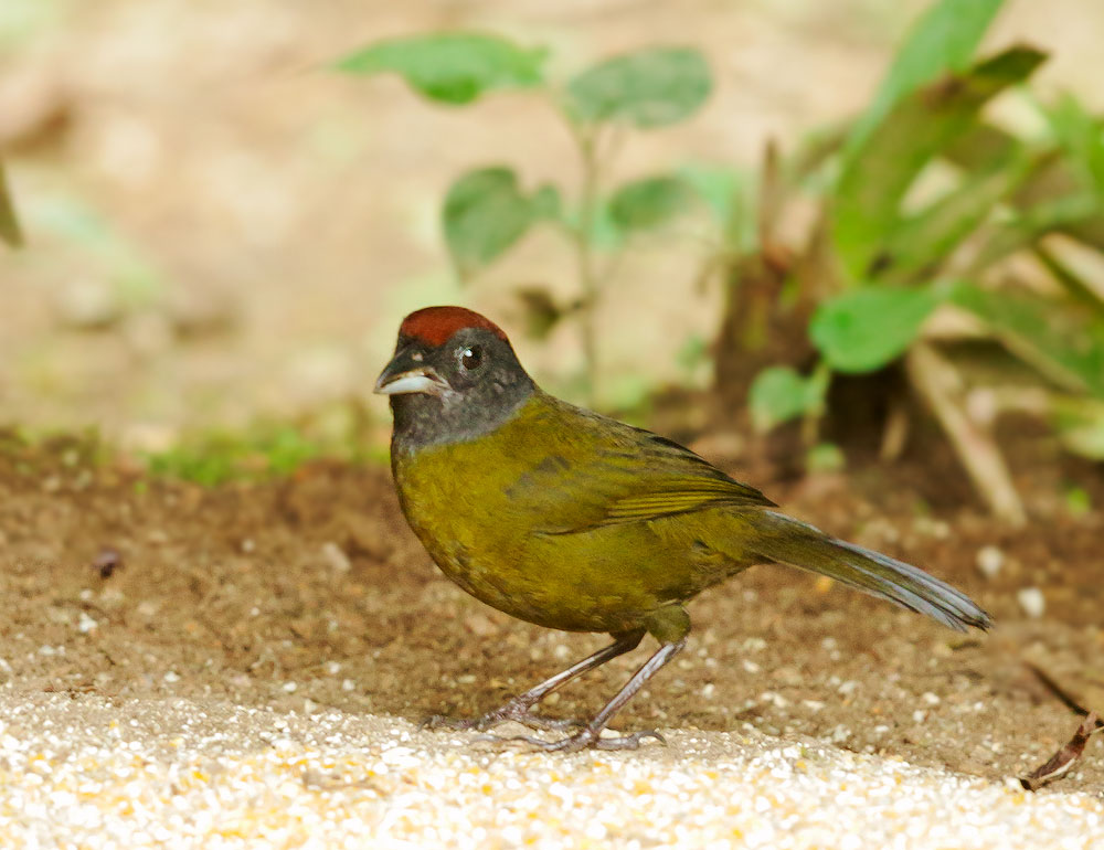 Olive Finch