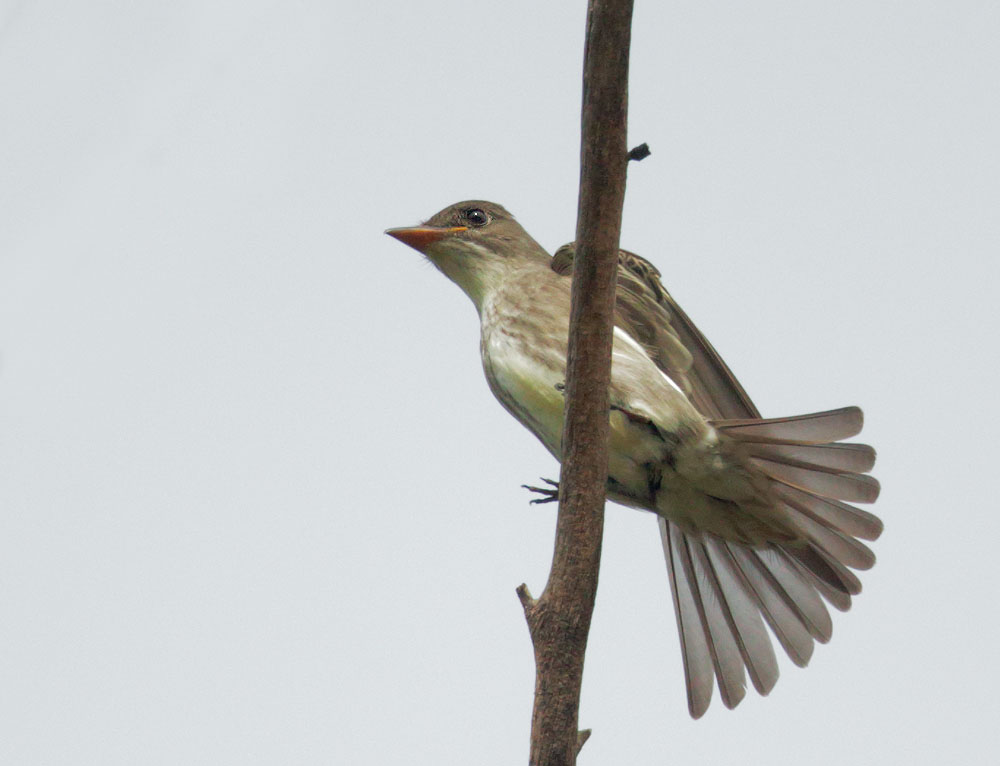 Olive-sided Flycatcher