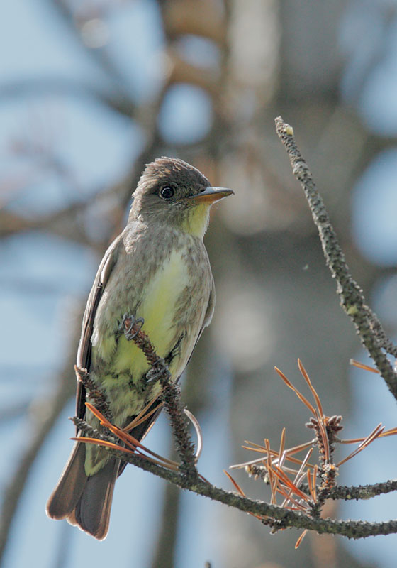 Olive-sided Flycatcher