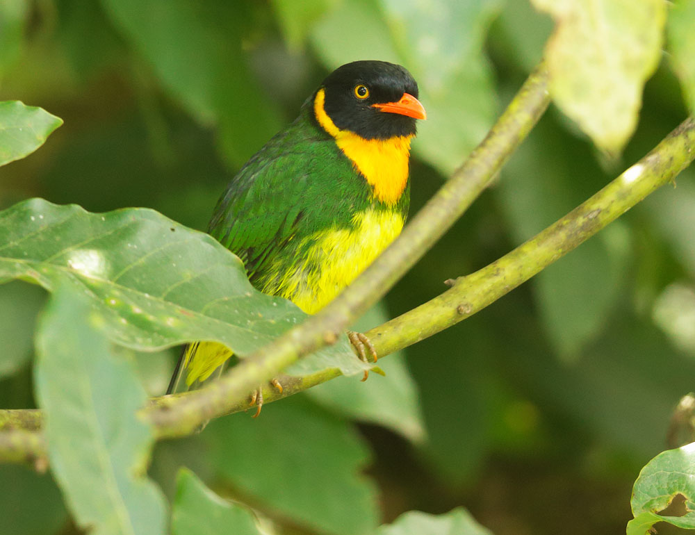Orange-breasted Fruiteater