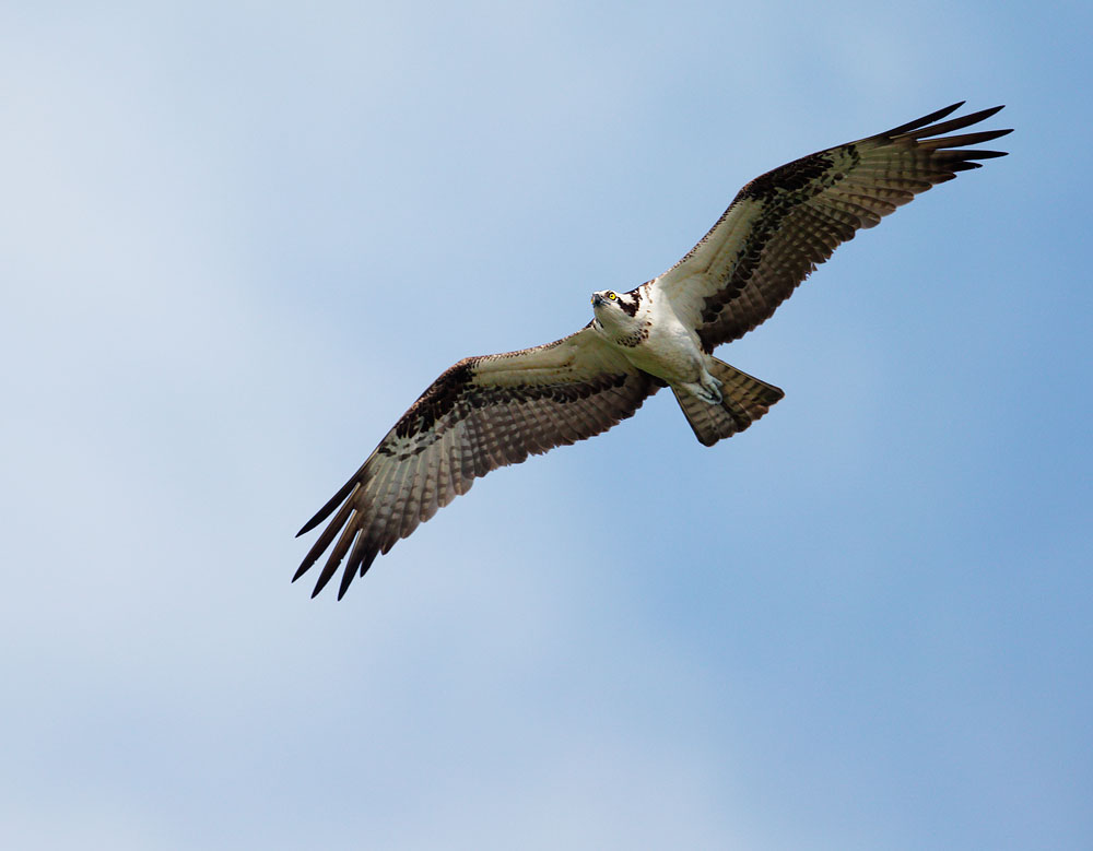 Osprey