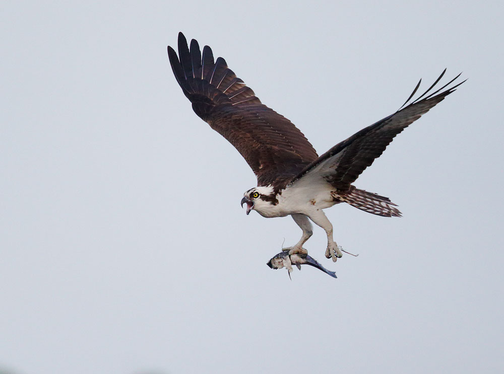 Osprey