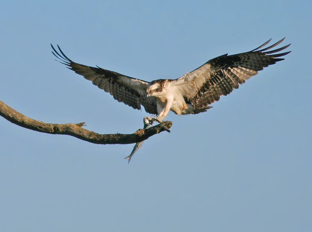 Osprey