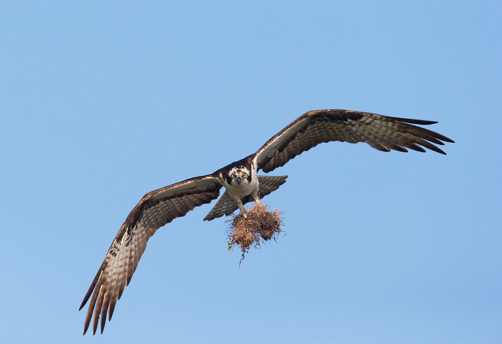 Osprey