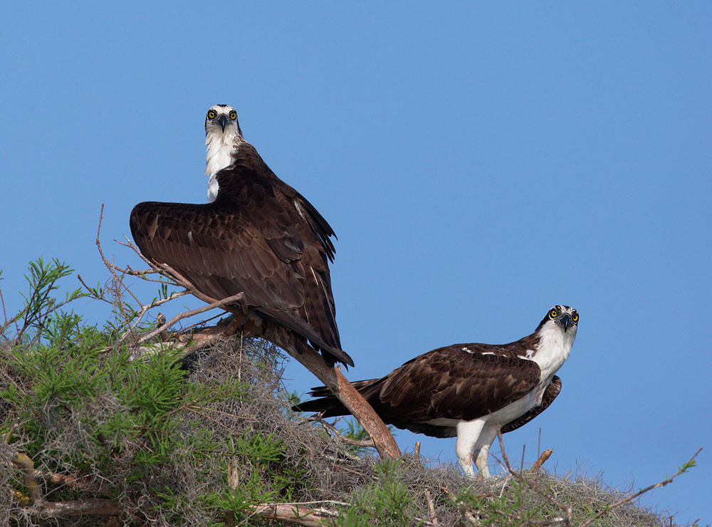 Ospreys