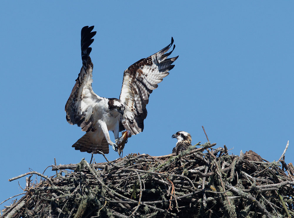 Ospreys