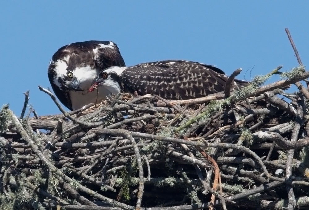 Ospreys