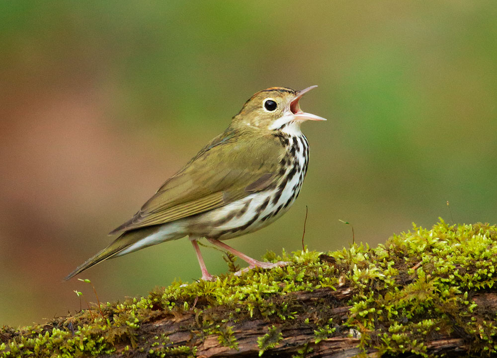 Ovenbird