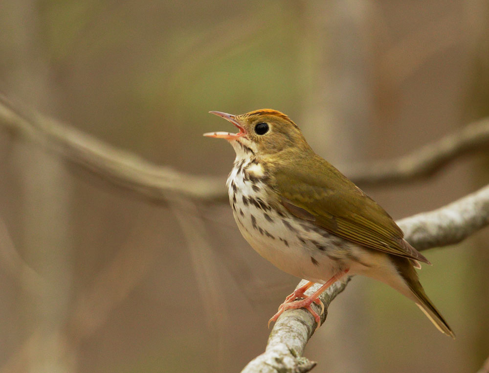 Ovenbird