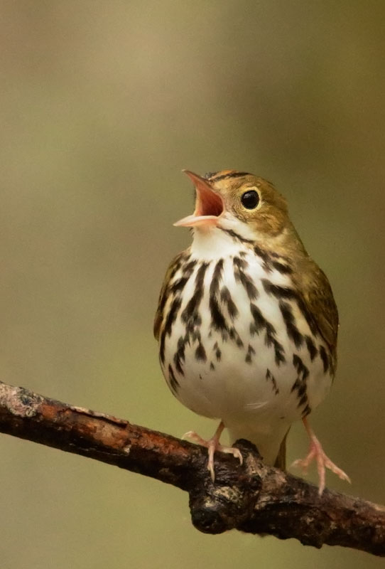 Ovenbird